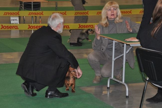 Jamnik d�ugow�osy NAILA